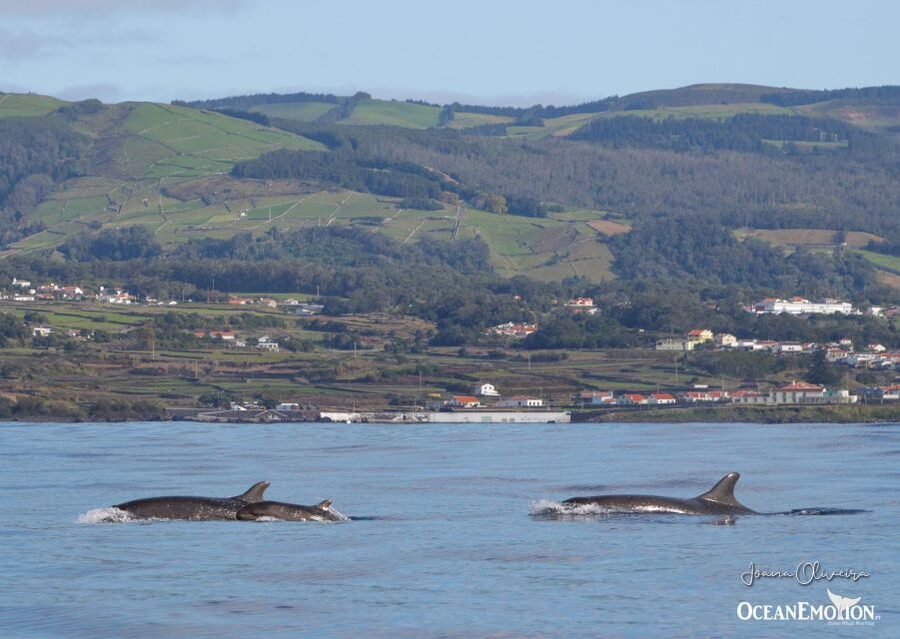 Terceira: Whale & Dolphin Watching | Best Wildlife Tour - The guides are a major part of the value