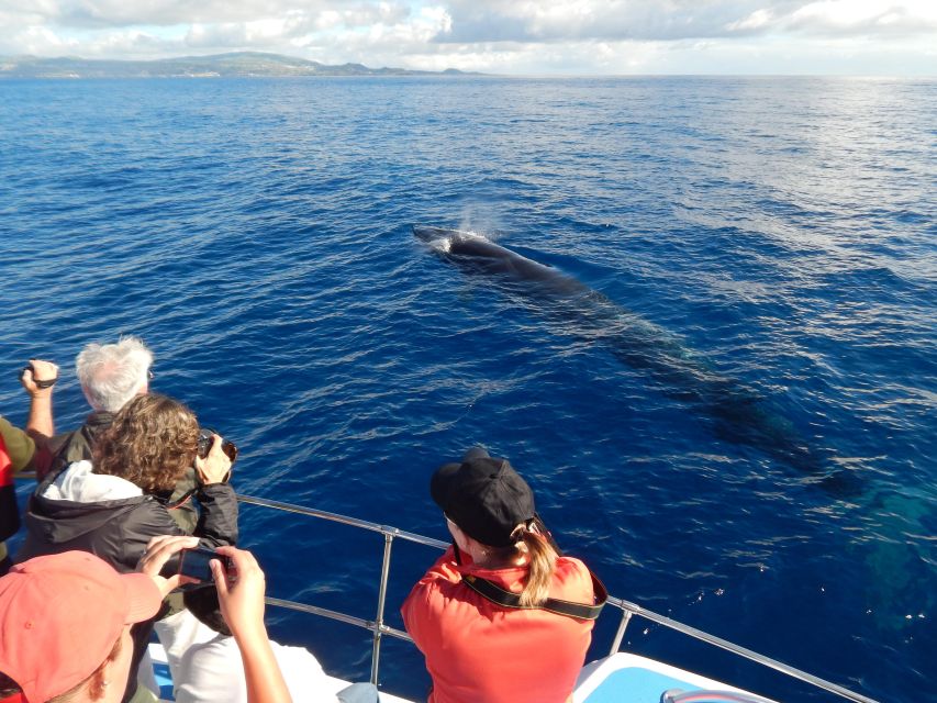 Terceira: Whale & Dolphin Watching | Best Wildlife Tour - Dolphins, whales, and the limits of wildlife watching