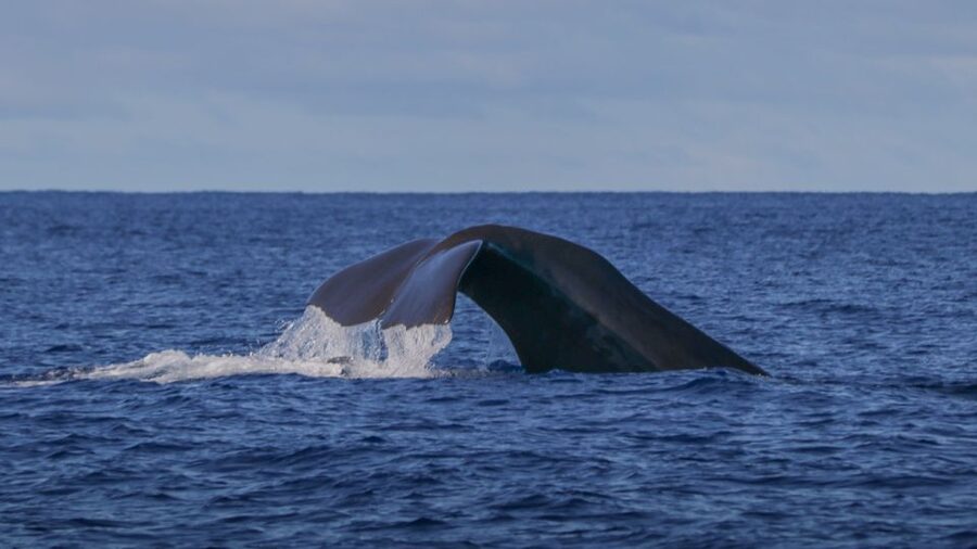 Terceira: Whale & Dolphin Watching | Best Wildlife Tour - Who will enjoy this trip most