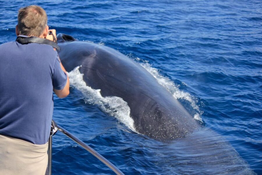 Terceira: Whale & Dolphin Watching | Best Wildlife Tour - Starting at the OceanEmotion office