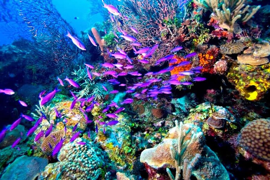 Tiran Island: Full-day Snorkeling, Diving Boat Trip - The boat ride, delays, and what they mean