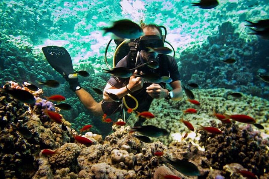 Tiran Island: Full-day Snorkeling, Diving Boat Trip - What the $76 price really covers