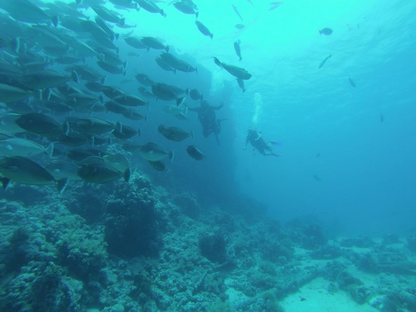 Tiran Island: Full-day Snorkeling, Diving Boat Trip - My main positives and concerns