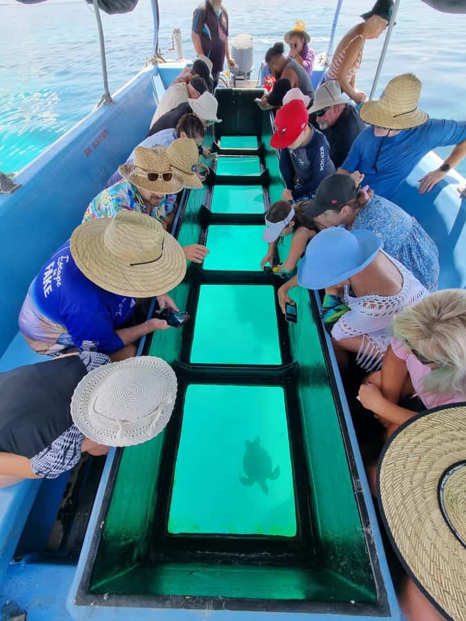 Town of 1770: Lady Musgrave Island Snorkelling Day Cruise - Turtles, whales, and the luck factor