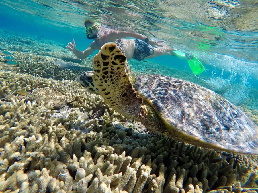 Town of 1770: Lady Musgrave Island Snorkelling Day Cruise - The 90-minute boat ride: useful, but not always gentle