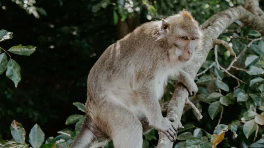 Trou d'Eau Douce: 5 Island Adventure with BBQ & Snorkeling - Grand River South East Waterfall and its monkeys