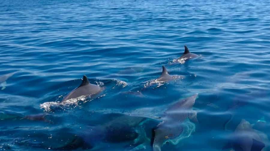 Trou d'Eau Douce: 5 Island Adventure with BBQ & Snorkeling - Starting at Trou d’Eau Douce
