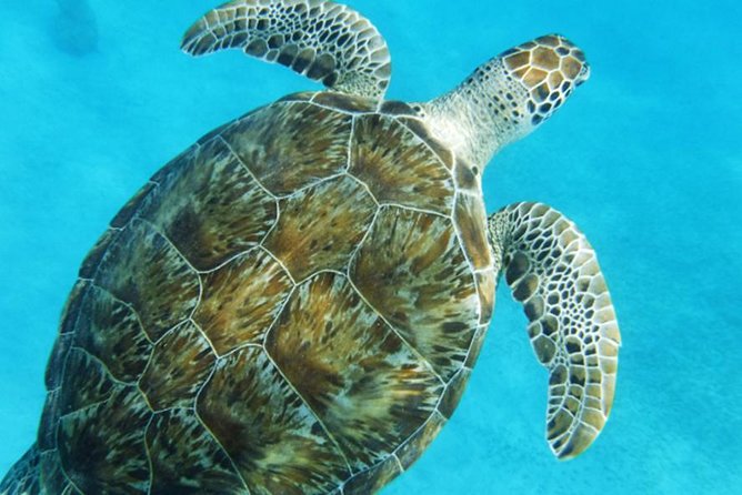 Turtle Cove Catamaran Snorkel and Sail at Little Buck Island STT - Snacks, drinks, and the sail home