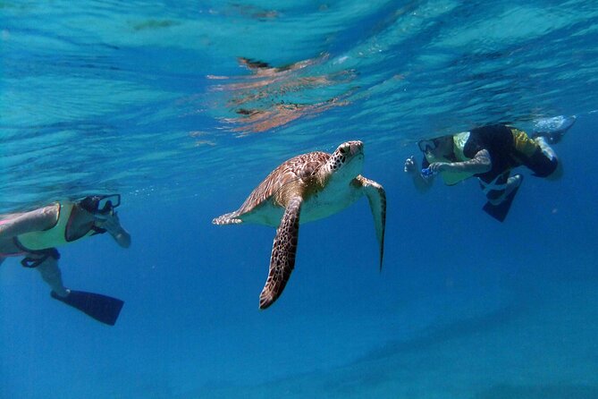 Turtle Cove Catamaran Snorkel and Sail at Little Buck Island STT - Three hours aboard a 54-foot catamaran