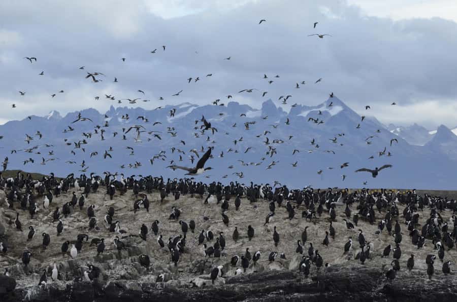 Ushuaia: Beagle Channel & Sea Wolves Island Catamaran Cruise - Key points to know before boarding