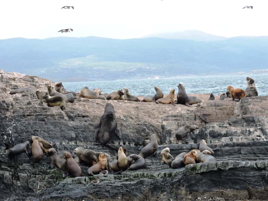 Ushuaia: Beagle Channel & Sea Wolves Island Catamaran Cruise - Bird’s Island and the Beagle Channel wildlife