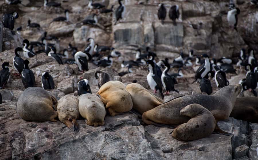 Ushuaia: Catamaran Sailing to Penguin Island - Les Eclaireurs Lighthouse and stories from the channel