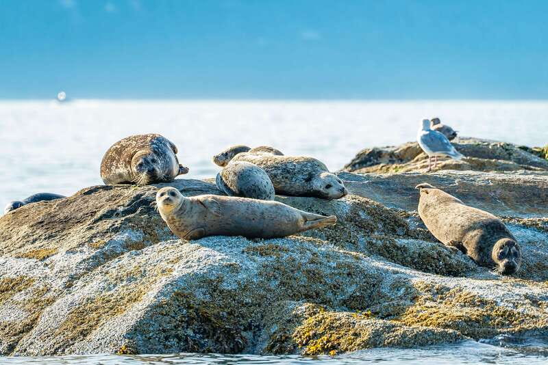 Vancouver: Boat to Bowen Island on UNESCO Howe Sound Fjord - Who will get the most from this boat tour