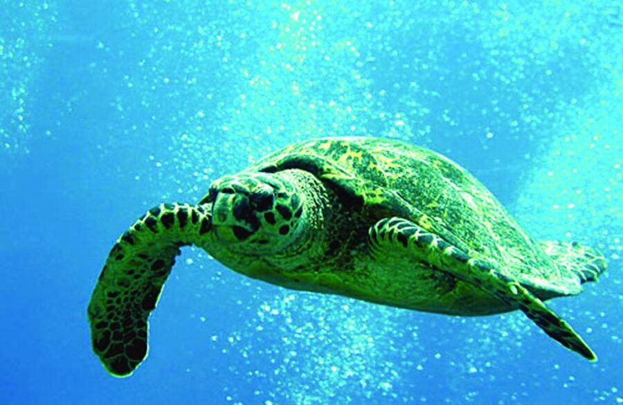 Waikoloa Catamaran Snorkel & Sail Adventure with Lunch - Sailing from Anaeho‘omalu Bay on the Spirit of Aloha