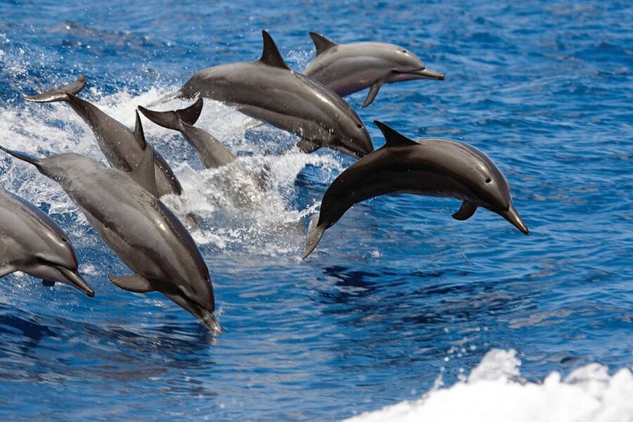 Waikoloa Catamaran Snorkel & Sail Adventure with Lunch - What the three-hour schedule feels like