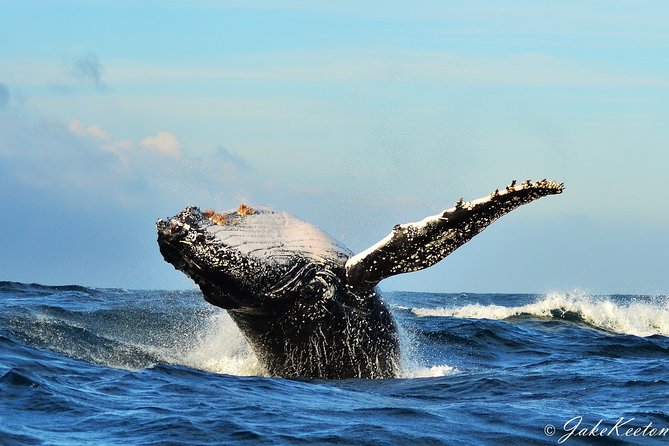 Whale, Dolphin & Penguin Island Cruise - Key details before you book