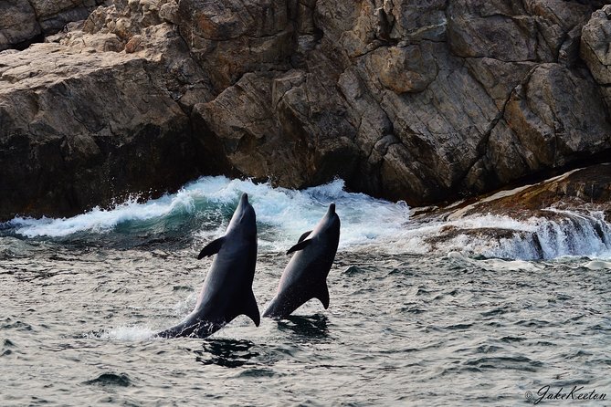 Whale, Dolphin & Penguin Island Cruise - Setting out from Port Elizabeth at 8am