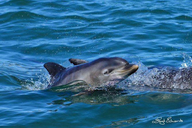 Whale, Dolphin & Penguin Island Cruise - Seals, seabirds, and the bonus sightings