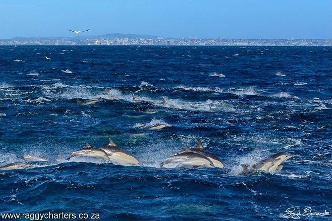 Whale, Dolphin & Penguin Island Cruise - Why the small catamaran makes a difference