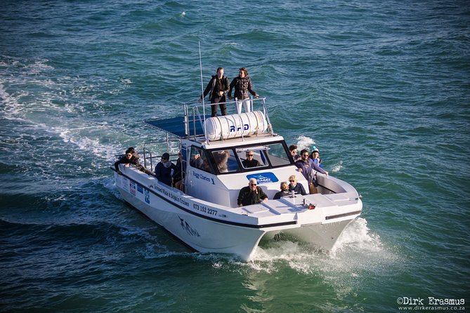 Whale, Dolphin & Penguin Island Cruise - The conservation message behind the cruise