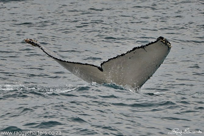 Whale, Dolphin & Penguin Island Cruise - Is $185.19 good value?
