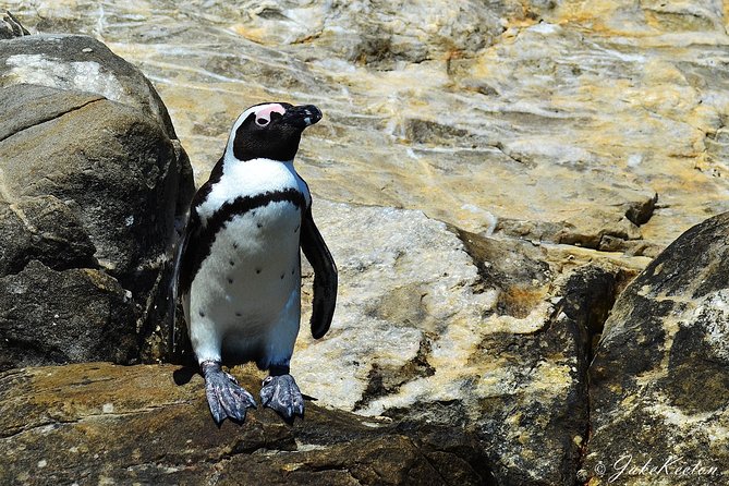 Whale, Dolphin & Penguin Island Cruise - Whale season from June to early December