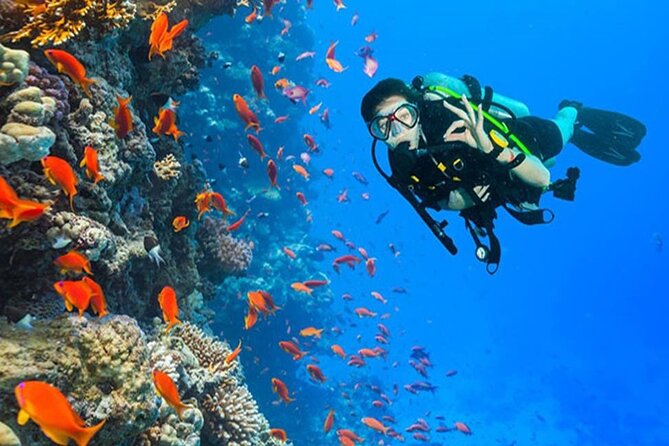 White Island & Ras Mohamed Boat Trip & Diving , lunch from Sharm - Key points at a glance