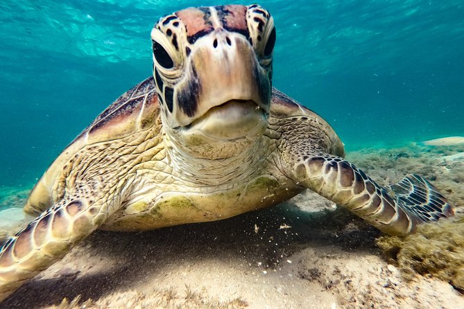 Whitsunday Islands Sail, SUP & Snorkel Tour- Small group - Crew and the feel of the day