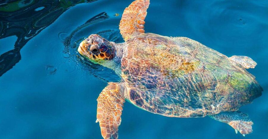 Zakynthos: Turtle Island & Keri Caves Glass-Bottom Boat Tour - The glass-bottom boat: useful, but do not overexpect it